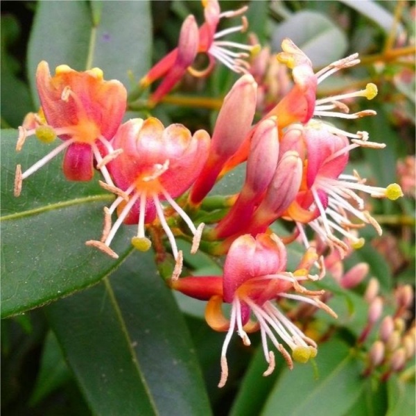 Lonicera henryi