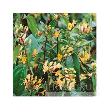 Lonicera henryi Copper Beauty