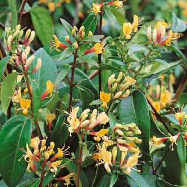 Lonicera henryi Copper Beauty