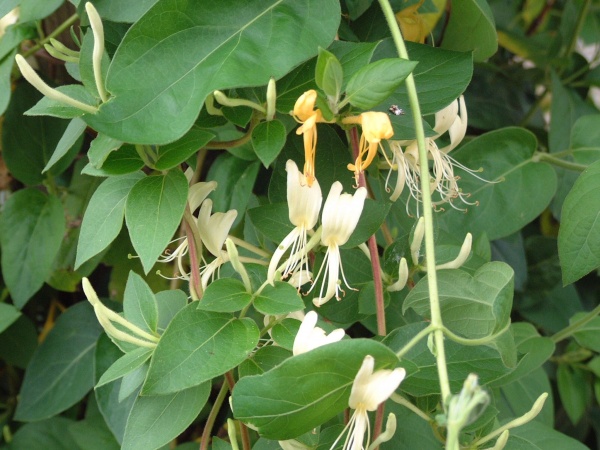 Lonicera japonica Halliana