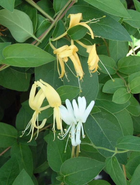 Lonicera japonica Halls Prolific