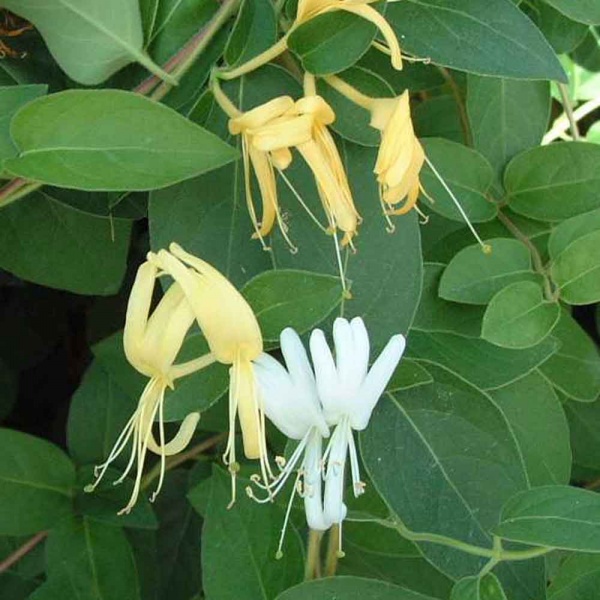 Lonicera japonica Halls Prolific