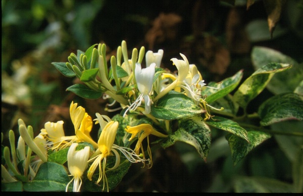 Lonicera japonica Horwood Gem