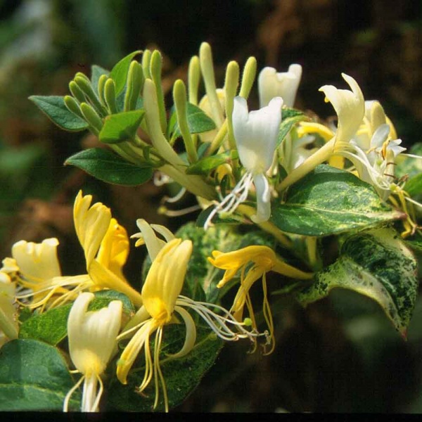 Lonicera japonica Horwood Gem