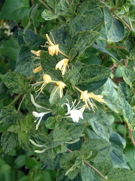 Lonicera japonica Mint Crisp