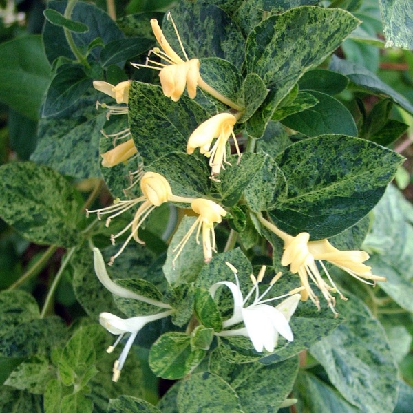 Lonicera japonica Mint Crisp