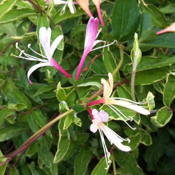 Lonicera japonica Princess Kate