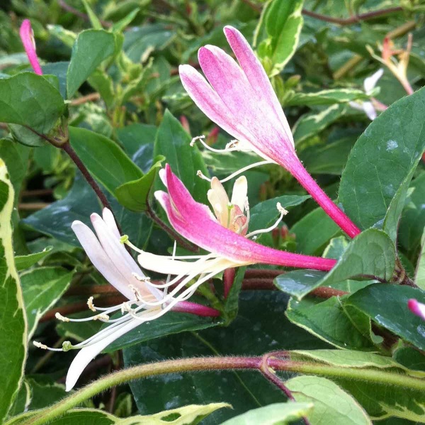 Lonicera japonica Princess Kate