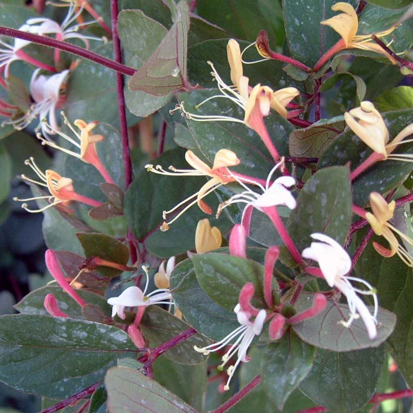 Lonicera japonica Purpurea