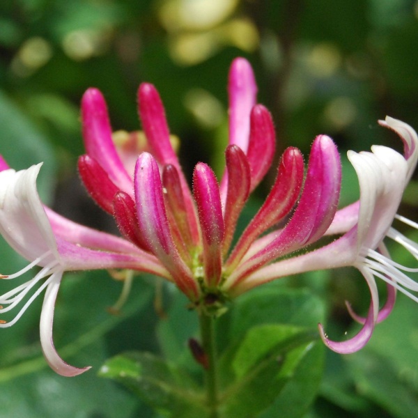 Lonicera japonica Red World