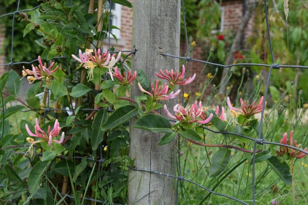 Lonicera periclymenum Belgica