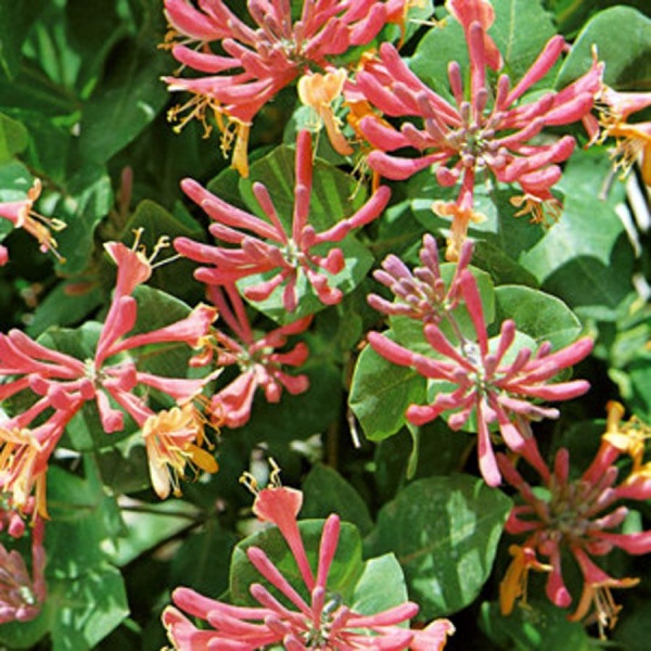 Lonicera periclymenum florida