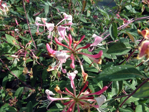 Lonicera periclymenum florida