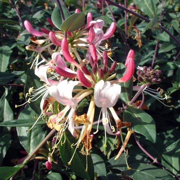 Lonicera periclymenum florida