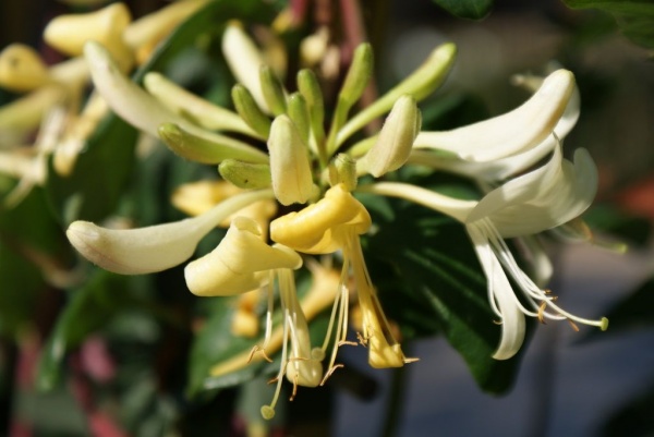 Lonicera periclymenum Graham Thomas