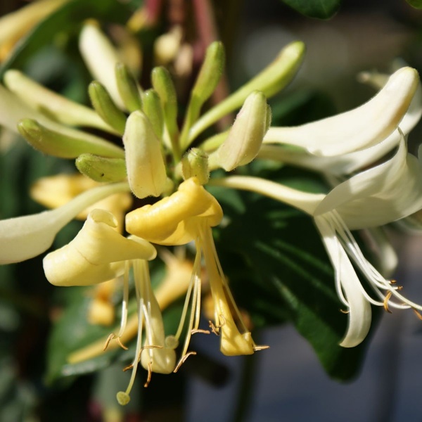 Lonicera periclymenum Graham Thomas