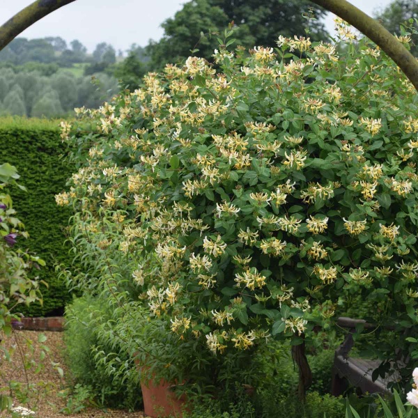 Lonicera periclymenum Heaven Scent