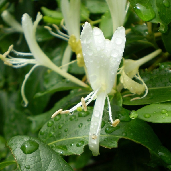 Lonicera periclymenum Heaven Scent