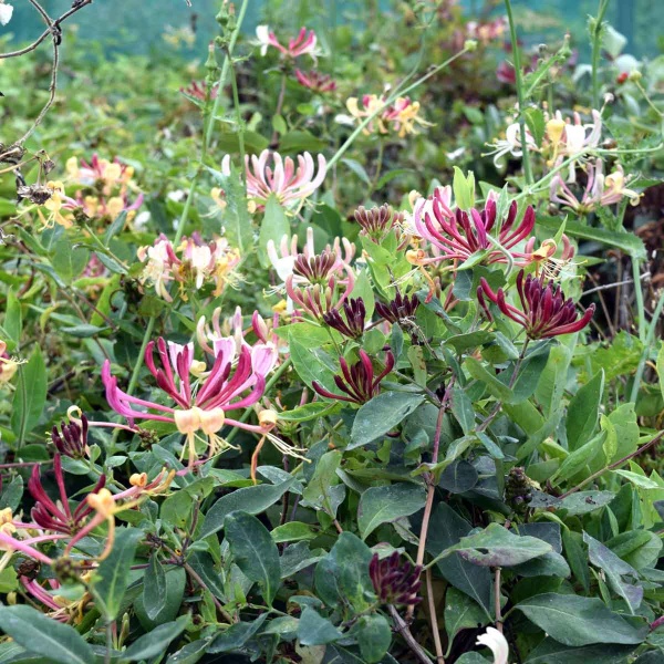 Lonicera periclymenum Serotina