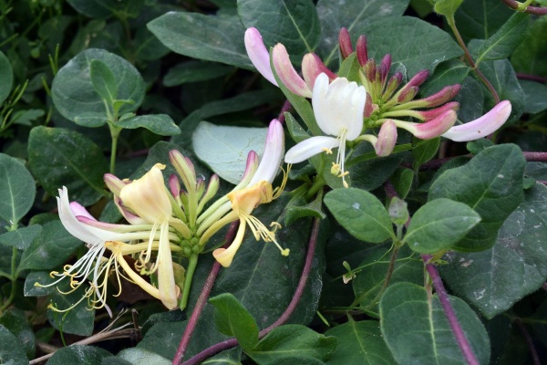 Lonicera periclymenum Serotina