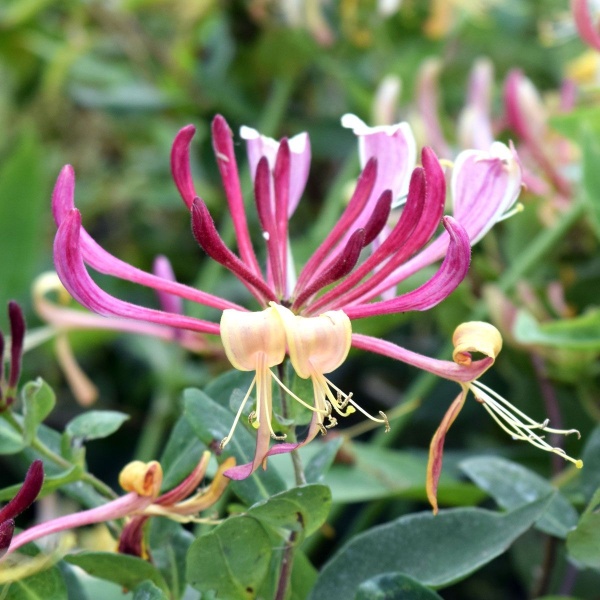 Lonicera periclymenum Serotina