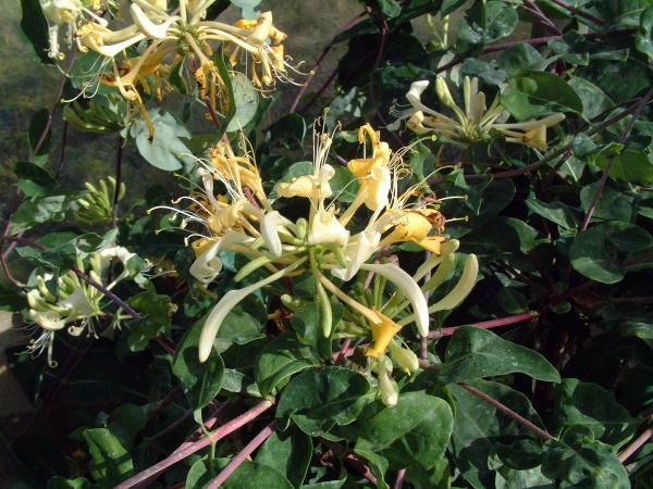 Lonicera periclymenum Sweet Sue