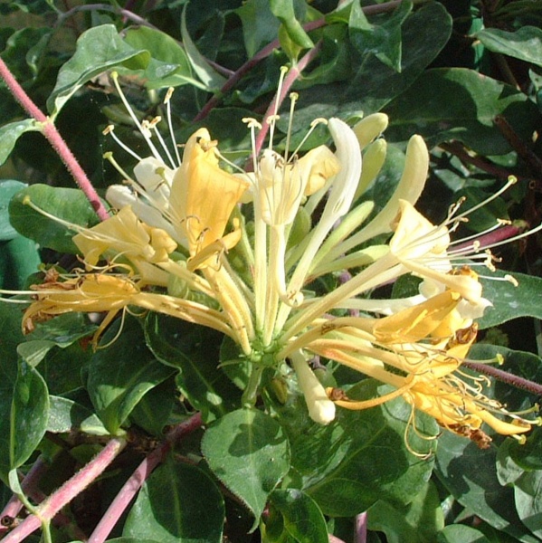 Lonicera periclymenum Sweet Sue