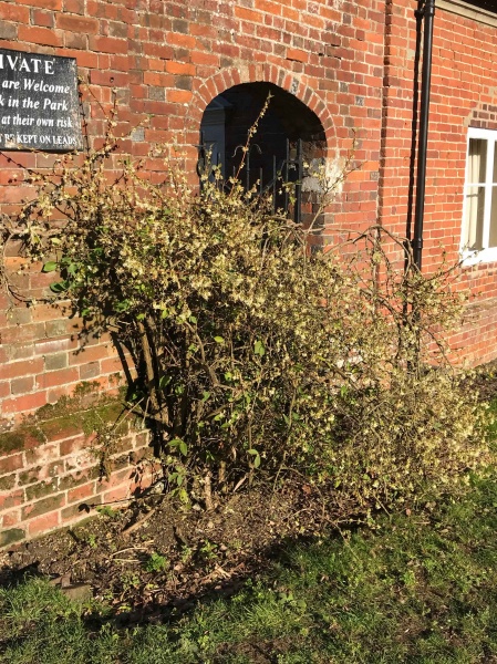 Lonicera purpusii fragrantisima