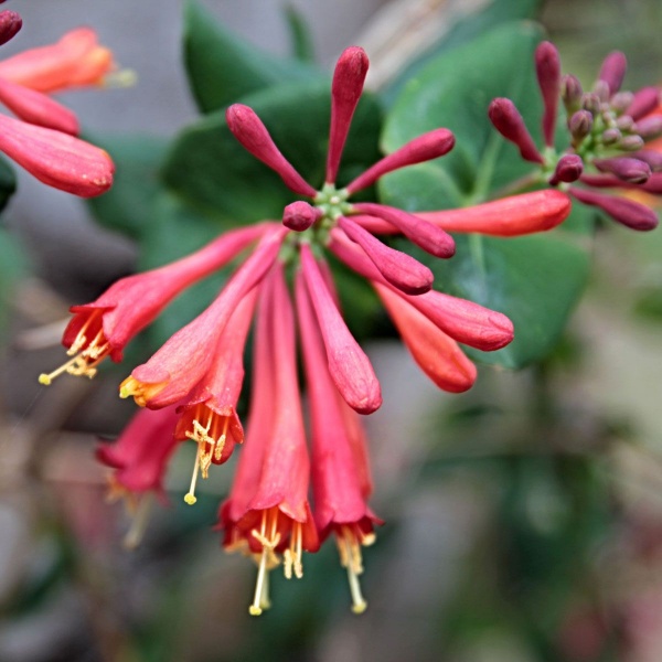 Lonicera sempervirens