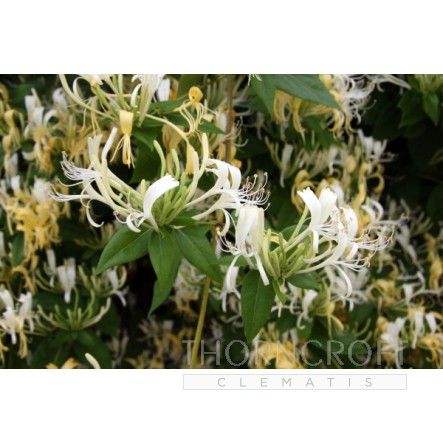 Lonicera similis var. delavyii