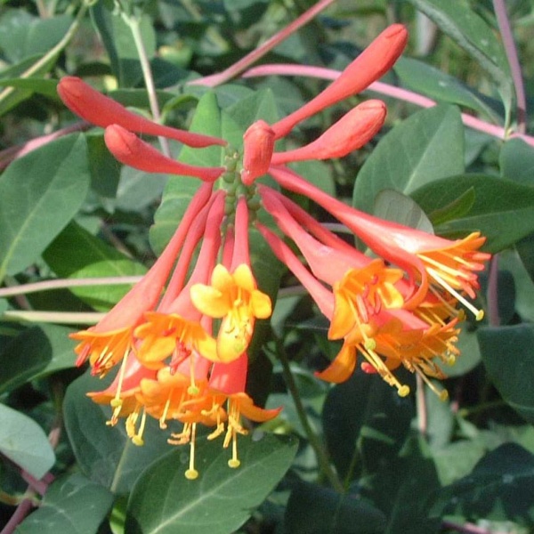 Lonicera x brownii Dropmore Scarlet