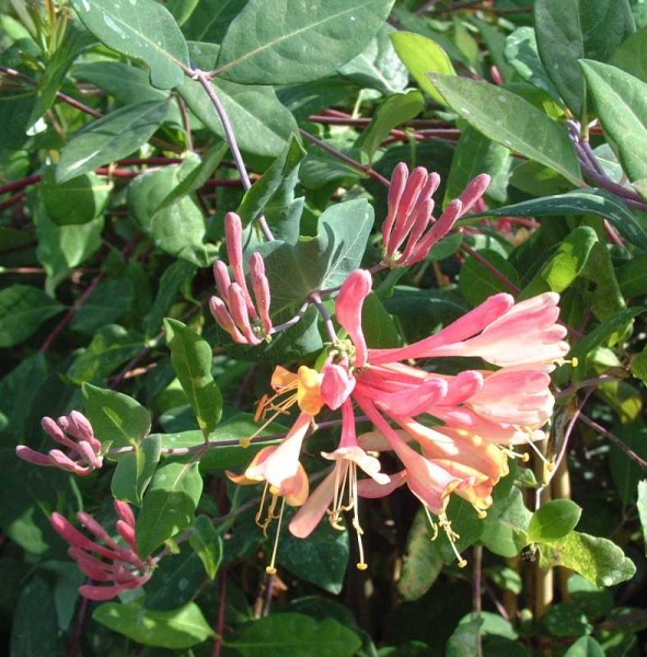 Lonicera x heckrottii Gold Flame (American Beauty)