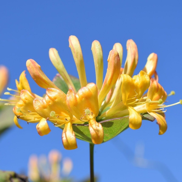 Lonicera x tellmanniana