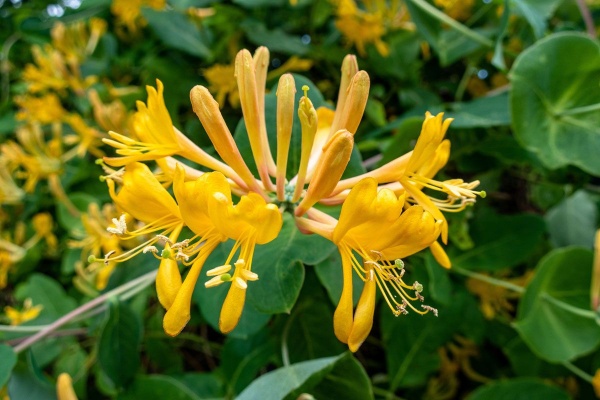 Lonicera x tellmanniana