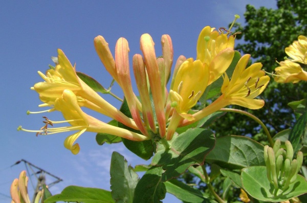 Lonicera x tellmanniana