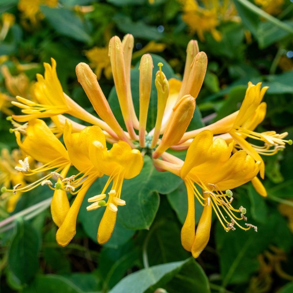 Lonicera x tellmanniana