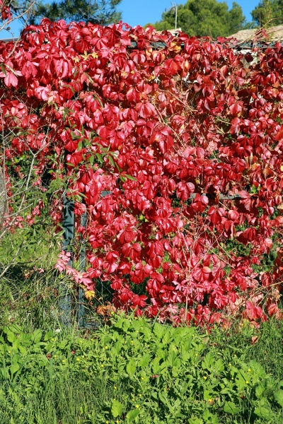 Parthenocissus henryana