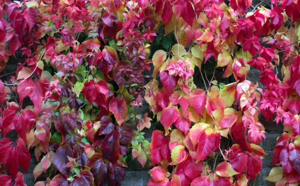 Parthenocissus henryana