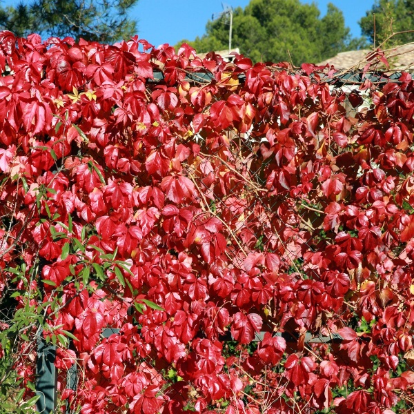 Parthenocissus henryana