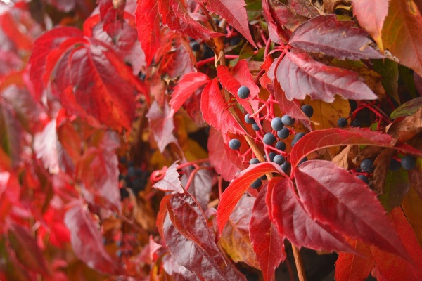 Parthenocissus quinquefolia