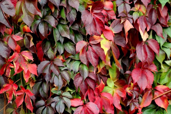 Parthenocissus quinquefolia