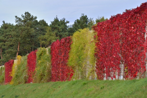 Parthenocissus quinquefolia REDWALL Troki