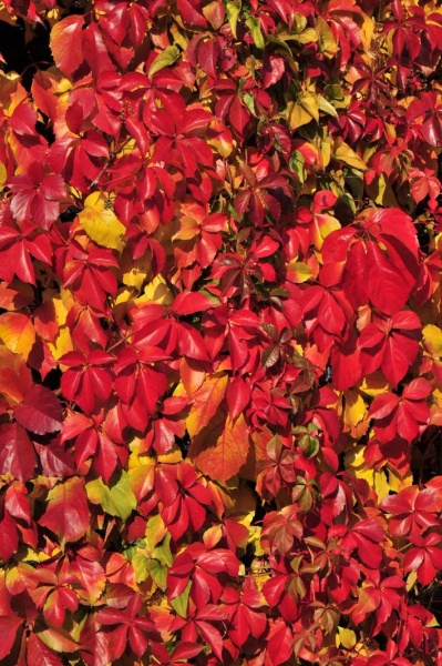 Parthenocissus quinquefolia REDWALL Troki