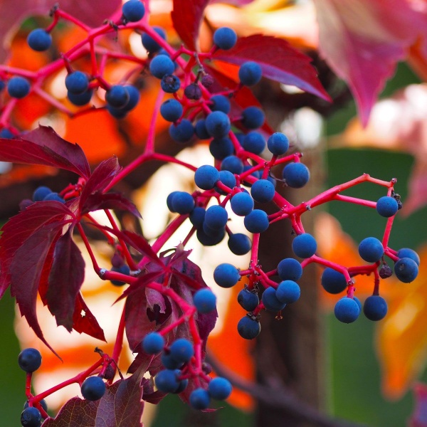 Parthenocissus tricuspidata Beverley Brook