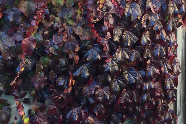 Parthenocissus tricuspidata Veitchii