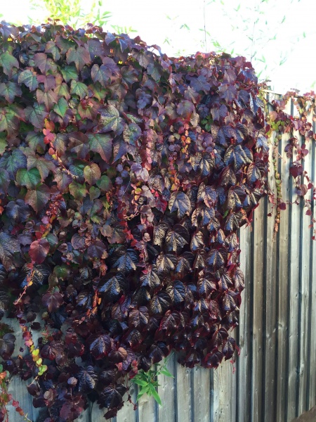 Parthenocissus tricuspidata Veitchii