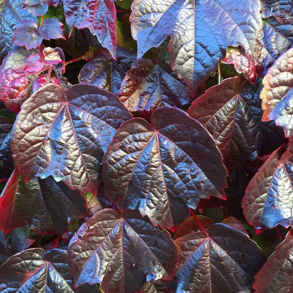 Parthenocissus tricuspidata Veitchii