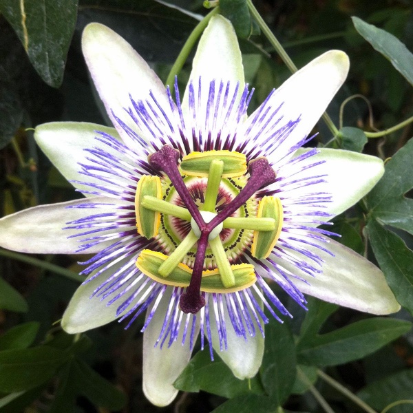 Passiflora caerulea