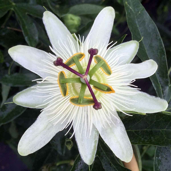 Passiflora caerulea Constance Elliott