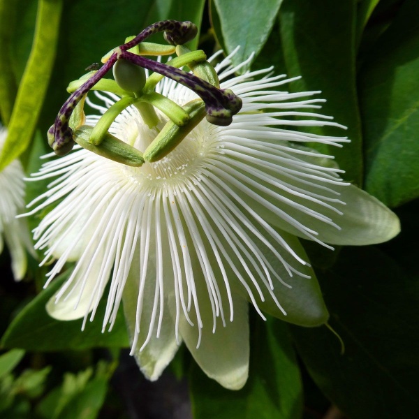 Passiflora caerulea Constance Elliott